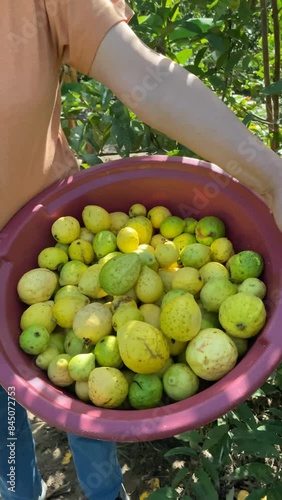 close up of guava fruit and lateral camera movement unrecognizable woman holding a container with freshly harvested fruit photo