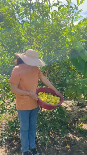 Mature woman inspecting fruit, then looking up at the camera. Fixed shot on a hot summer day