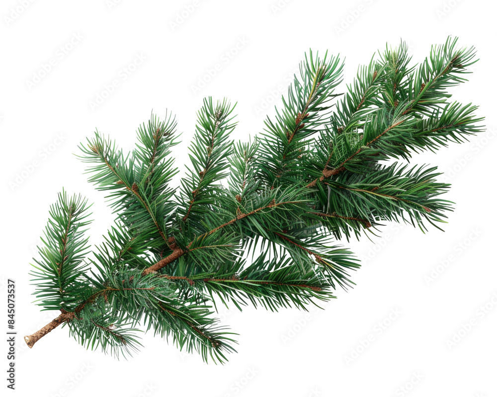 Christmas tree branches Christmas tree branches
