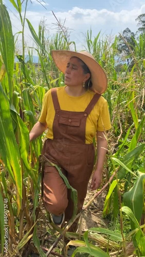 Adult woman walking forward in a cornfield, harvesting; woman looking sideways. 4K video in high resolution