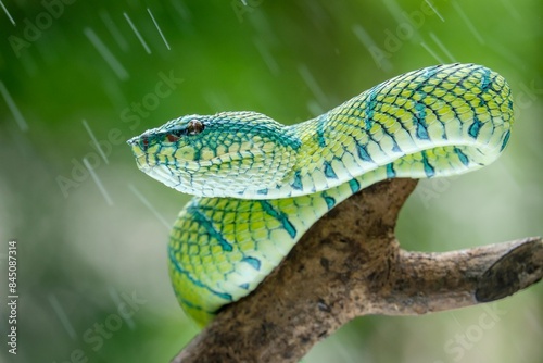 Tropidolaemus subannulatus was climbing a tree in the rain
 photo