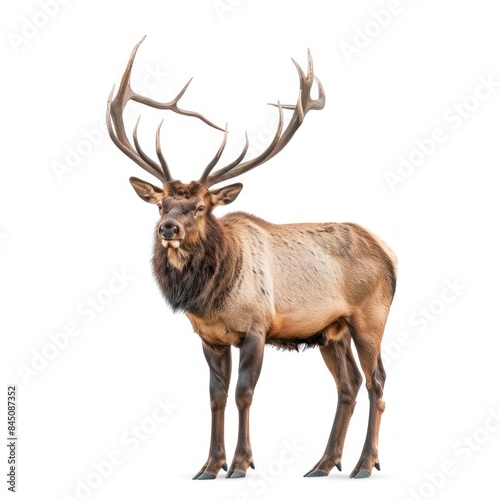 Elk isolated on white background 