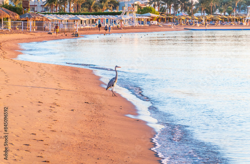 Gray heron fishing on the beach of the Red Sea. Naama Bay beach, Sharm El Sheikh, Egypt photo