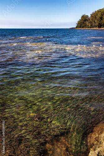 Sea grass at Recherche, Tasmania, Australia