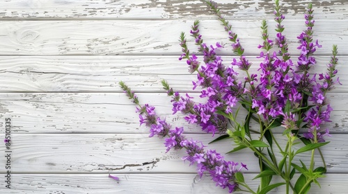 Purple lythrum flowers with leaves on a white wooden background with a toned effect