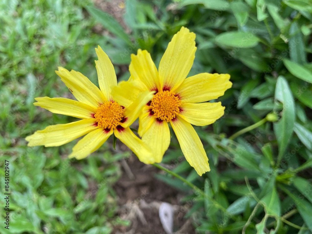 Lance-leaved coreopsis Both flowers have yellow petals and a small amount of red cloned flowers. The middle part is orange. This picture is a photograph. Lance-leaved coreopsis Both flowers have yellow petals and a small amount of red cloned flowers. The middle part is orange. This picture is a photograph.