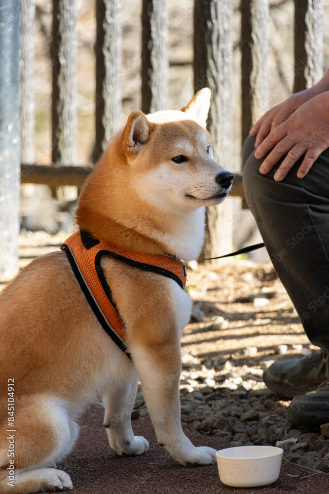 Close-up of a squatting Shiba Inu, taken at Lake Kawaguchi in Mount Fuji, Japan Close-up of a squatting Shiba Inu, taken at Lake Kawaguchi in Mount Fuji, Japan