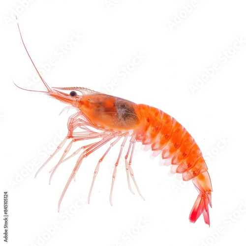 Krill isolated on white background 