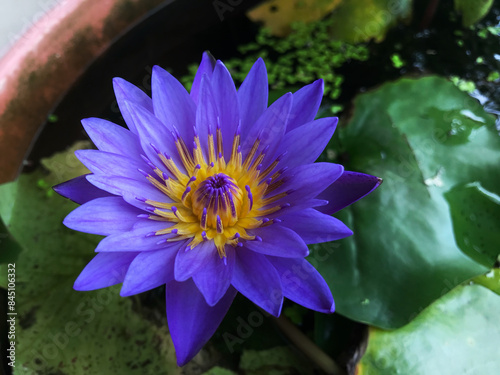 purple lotus flower