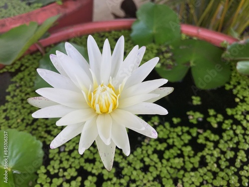 white water lily in garden