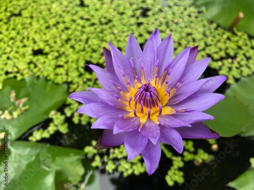purple water lily