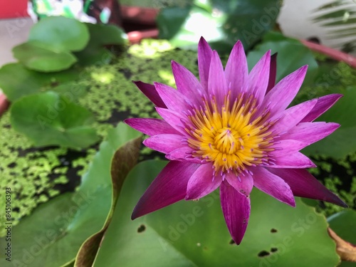 purple water lily