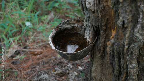 Amidst lush trees, a rhythmic dance of tapping rubber, nature's bounty yielding liquid gold photo