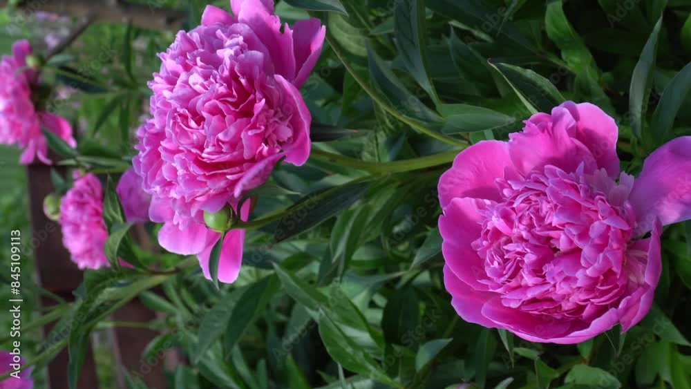 4K vertical video, blooming peonies in the garden outside. large pink flowers. gardening, growing plants. real time video. 4K vertical video, blooming peonies in the garden outside. large pink flowers. gardening, growing plants. real time video.