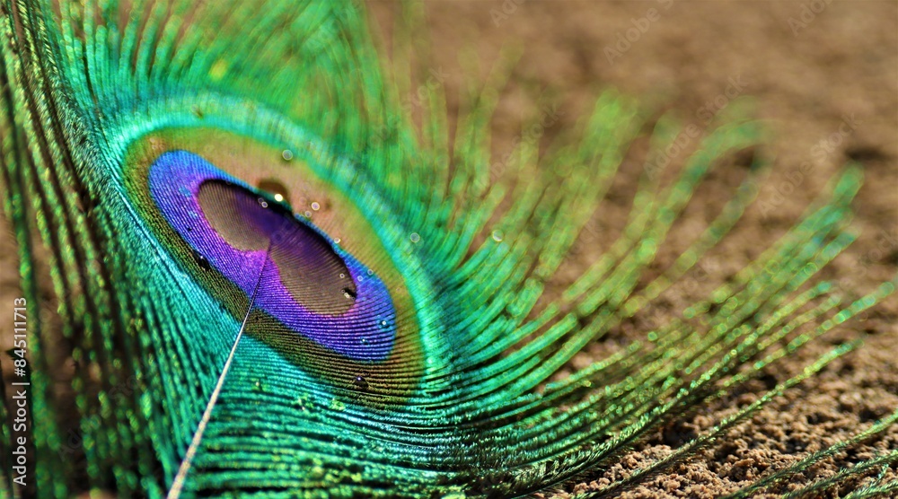 Naklejka premium Feather closeup, Selective focus. Peacock feather isolated.