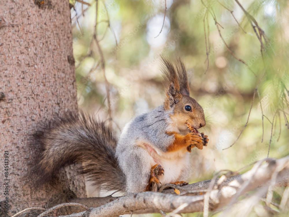 Fototapeta premium The squirrel with nut sits on a branches in the spring or summer.