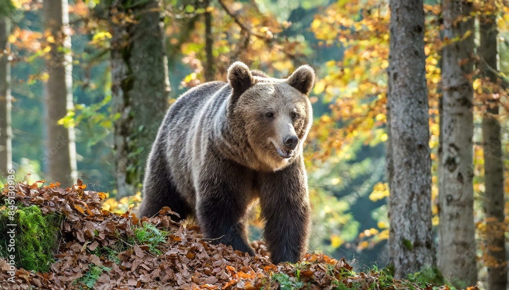 Fototapeta premium brown bear in the forest