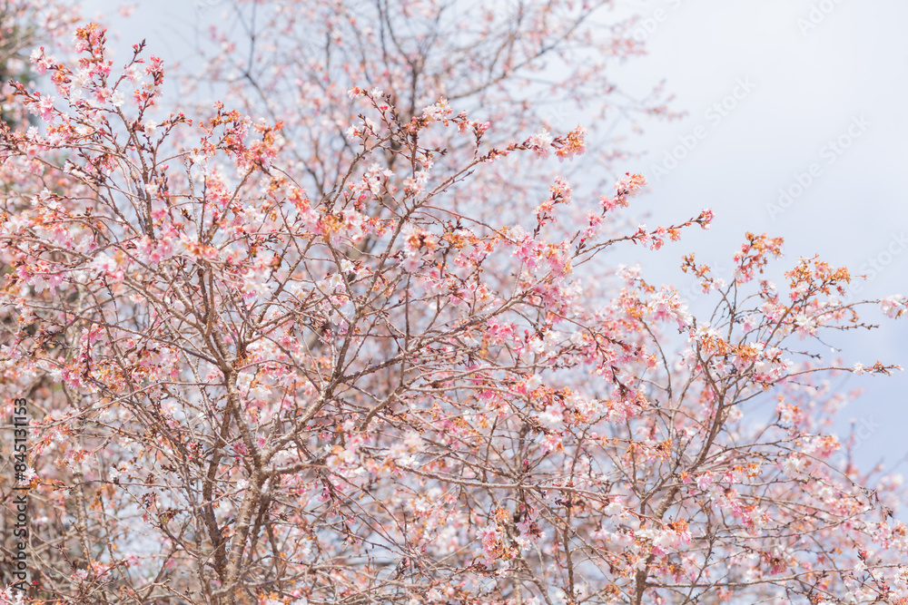 fully blooming of cherry blossom tree in kuragi shrine fully blooming of cherry blossom tree in kuragi shrine