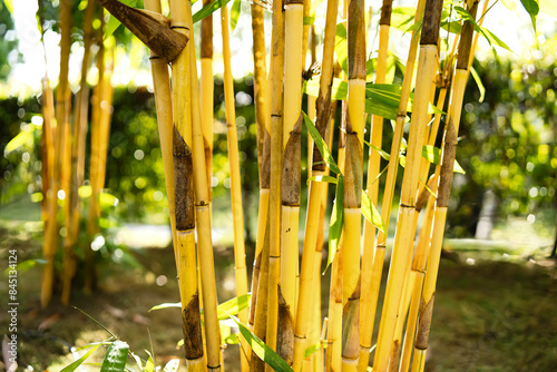 A cluster of yellow bamboo stands tall. The vibrant yellow hue of the bamboo stalks contrasts beautifully with the surrounding green foliage. Creating a serene and natural scene, for garden ornament