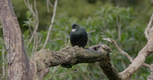 Shot of a Tui bird in the forest. This bird is native to New Zealand. photo