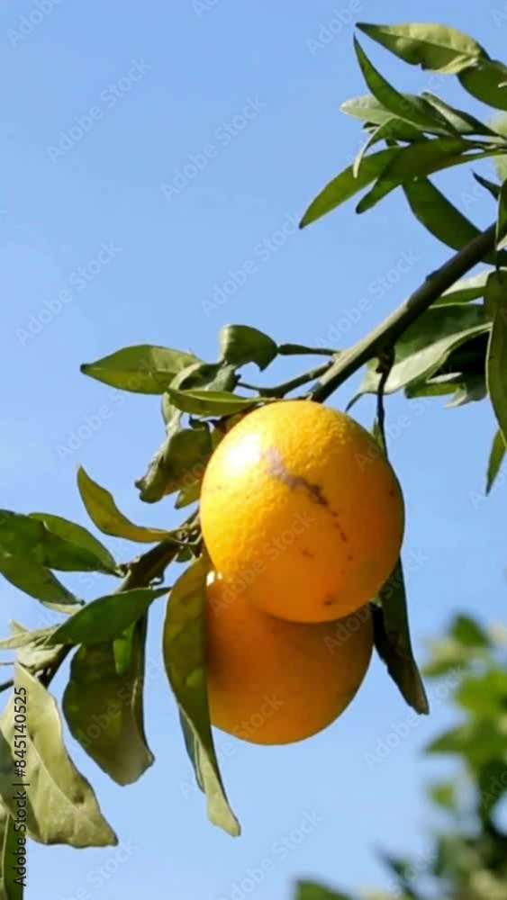 Fresh ripe lemon on tree in garden. Fruit orchards, lemon grove. Lemon tree, orange, citrus fruits orchard. Fruit crops, healthy food, agriculture concept Fresh ripe lemon on tree in garden. Fruit orchards, lemon grove. Lemon tree, orange, citrus fruits orchard. Fruit crops, healthy food, agriculture concept