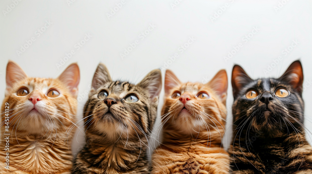 ginger cats looking up with curious expressions, adorable, cute ginger cats looking up with curious expressions, adorable, cute