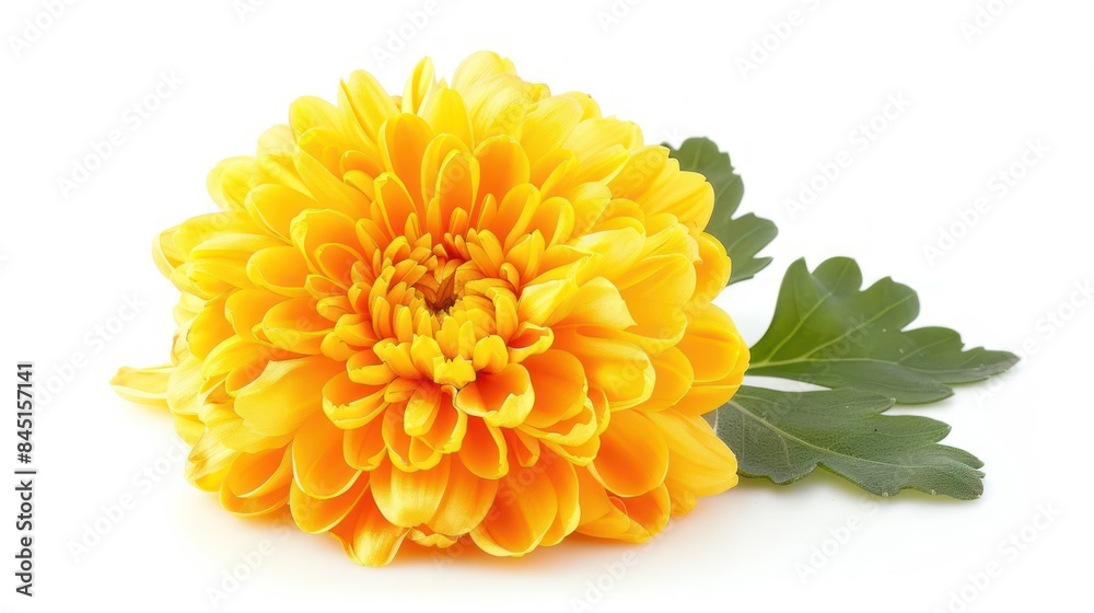 Fototapeta premium Chrysanthemum isolated white background