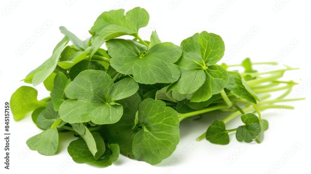 Chinese watercress isolated white background Chinese watercress isolated white background
