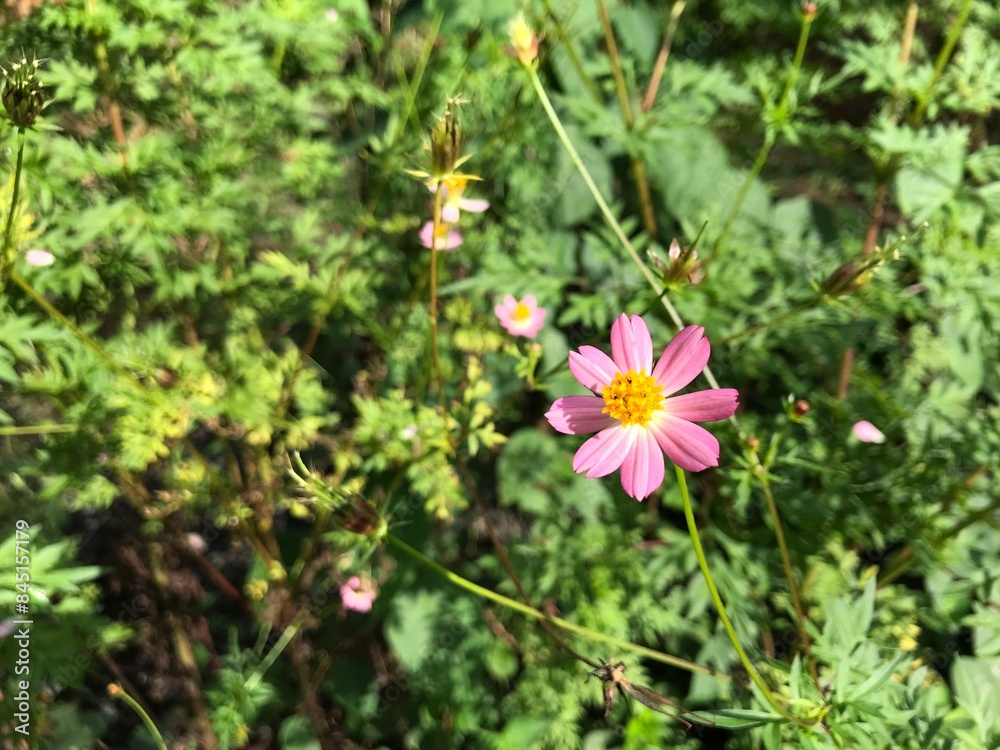 beautiful view of flower purple on green natural background beautiful view of flower purple on green natural background