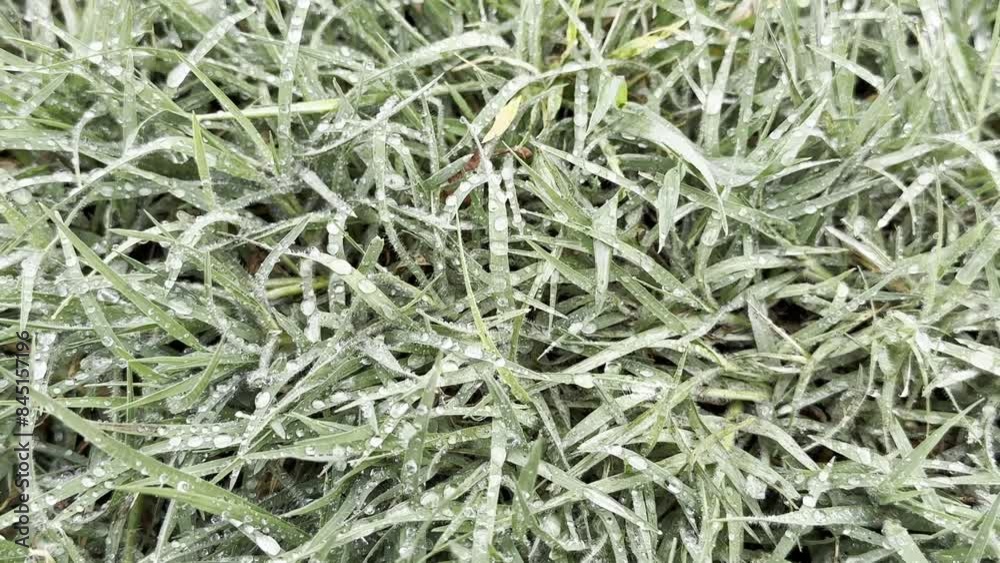 dew on the grass in the morning frost dew on the grass in the morning frost