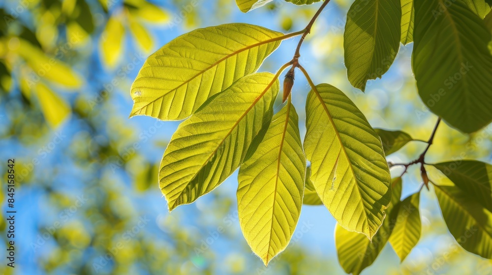 Close up view of the stunning walnut leaves with a blue sky backdrop and yellow green foliage in a fruit orchard Close up view of the stunning walnut leaves with a blue sky backdrop and yellow green foliage in a fruit orchard