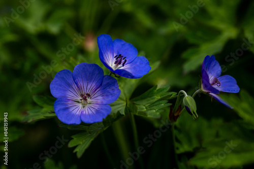 blue flowers in the garden