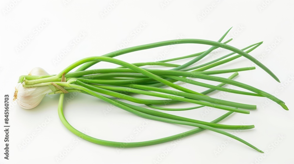 Garlic scape isolated white background Garlic scape isolated white background