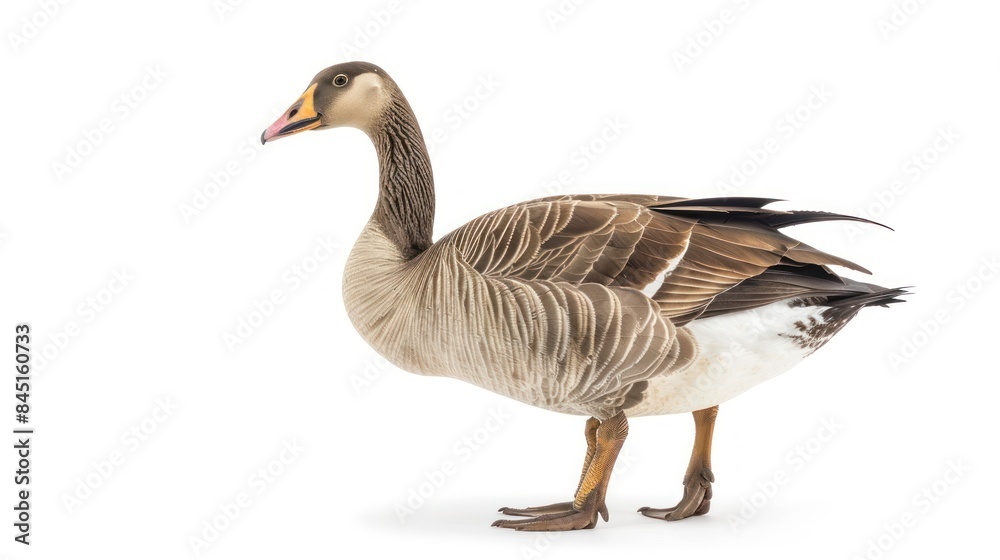 Goose isolated white background Goose isolated white background