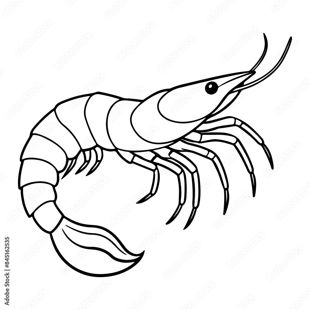Shrimp lineart vector illustration design4 Shrimp lineart vector illustration design4