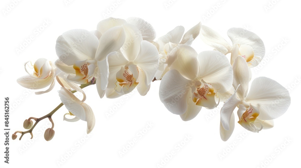 Orchid isolated white background Orchid isolated white background