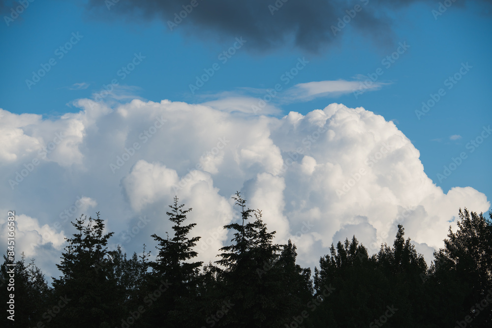 Cumulus clouds over a spruce forest on a summer day. Weather in Estonia. Cumulus clouds over a spruce forest on a summer day. Weather in Estonia.