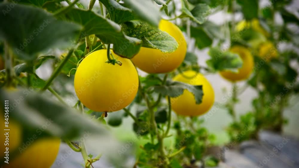 Closeup to Fresh golden melon in greenhouse of farm Closeup to Fresh golden melon in greenhouse of farm
