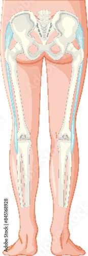 Detailed illustration of leg bones and pelvis