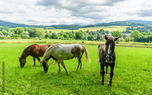 horses on a pasture in czech country land