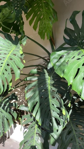 Monstera Deliciosa Plant with Lush Green Leaves