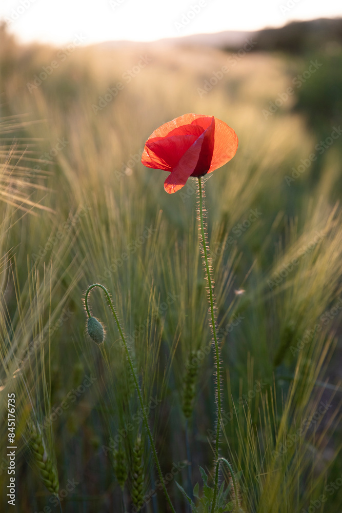 Beautiful field of red poppies in the sunset light. Beautiful field of red poppies in the sunset light.