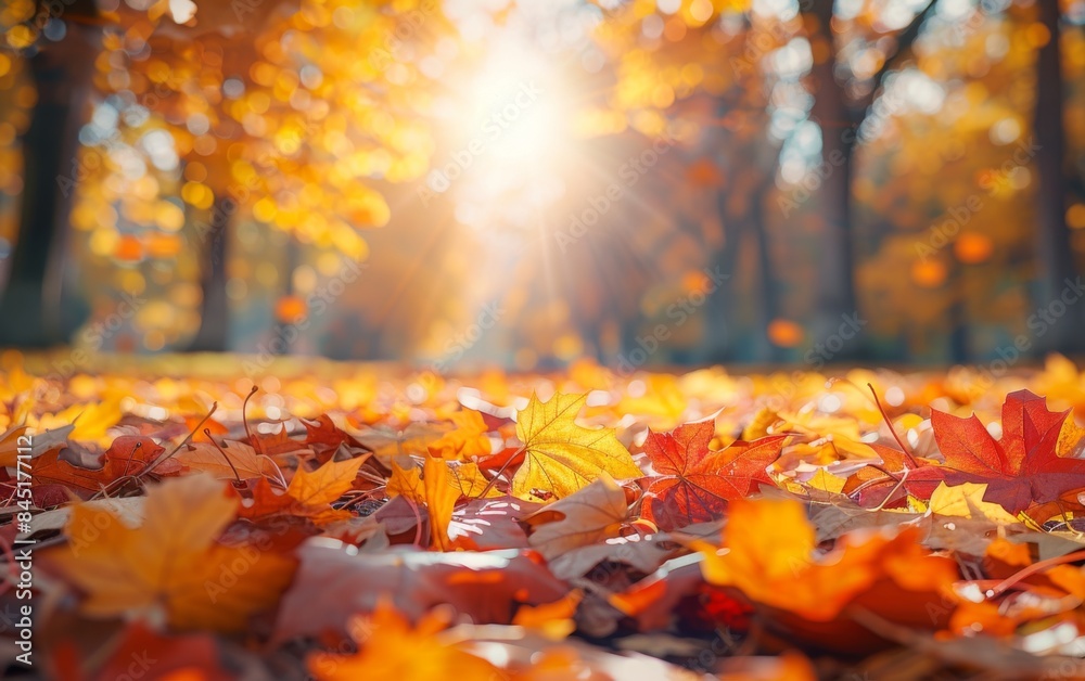 A beautiful autumn scene with a bright sun shining through the trees. The leaves on the ground are orange and scattered throughout the area A beautiful autumn scene with a bright sun shining through the trees. The leaves on the ground are orange and scattered throughout the area