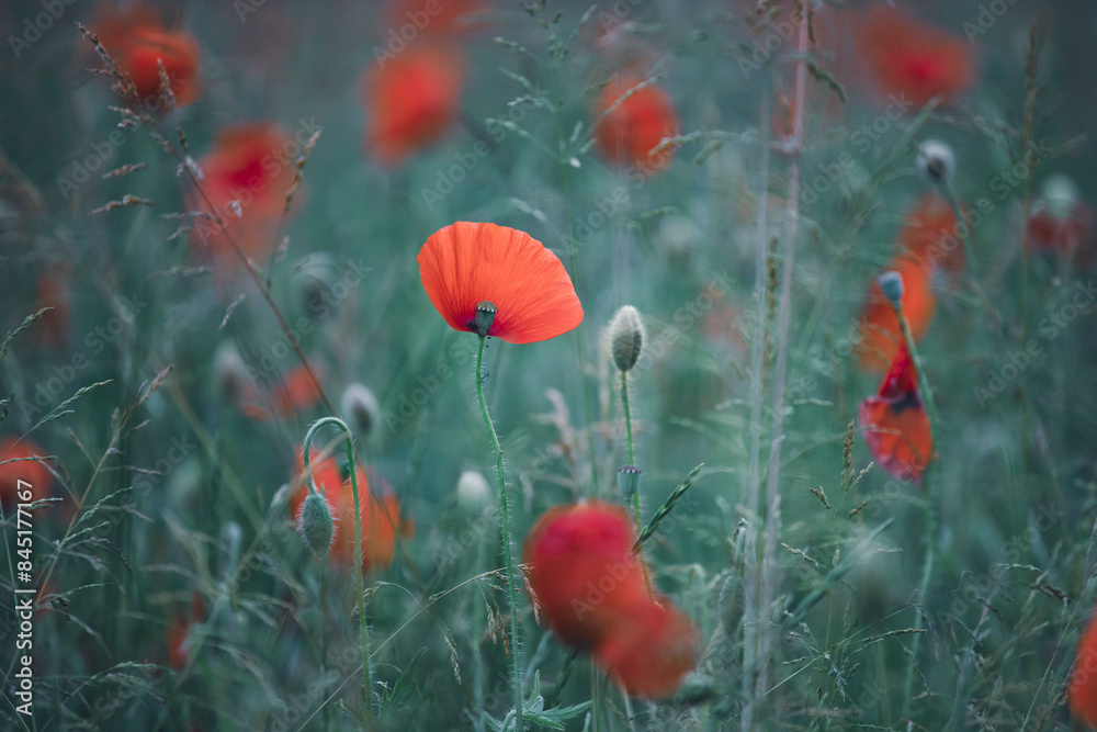 Obraz premium Poppy field, Remembrance day, Memorial Anzac day banner.