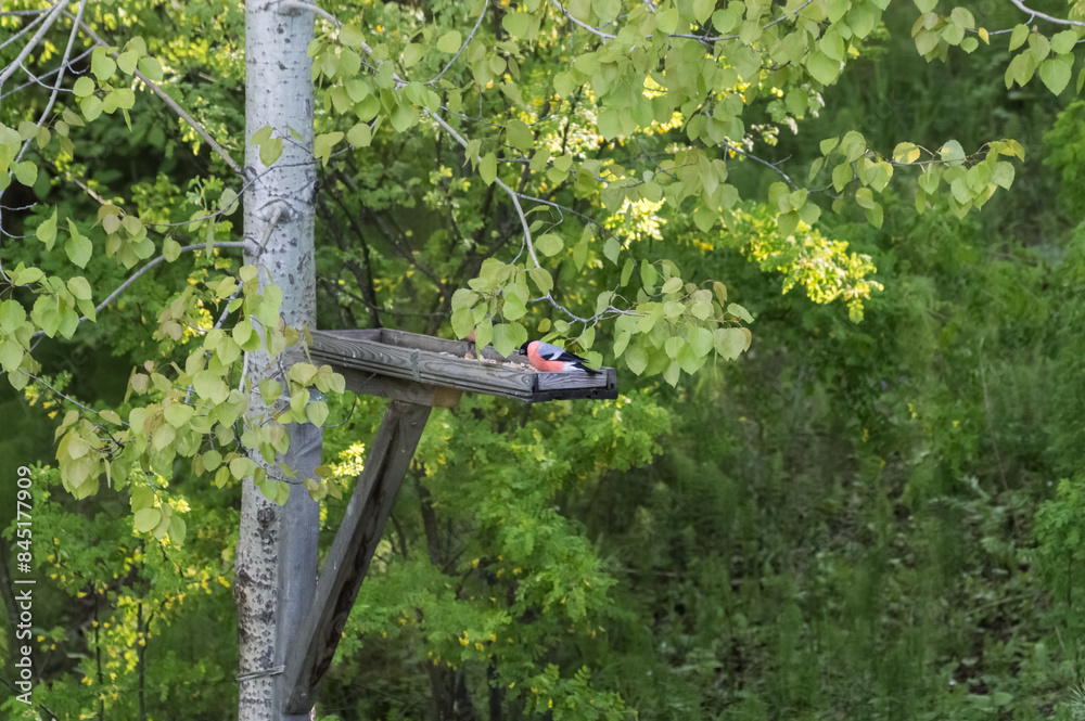 Bullfinch (Latin: Pyrrhula pyrrhula) is a songbird on a bird feeder in the forest. Photo project Bullfinch (Latin: Pyrrhula pyrrhula) is a songbird on a bird feeder in the forest. Photo project