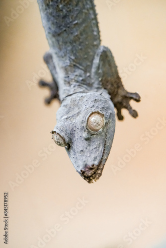 Close-up of Henkel's flat-tailed gecko. Uroplatus henkeli.
 photo