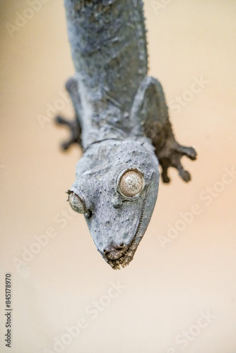 Close-up of Henkel's flat-tailed gecko. Uroplatus henkeli.
 photo