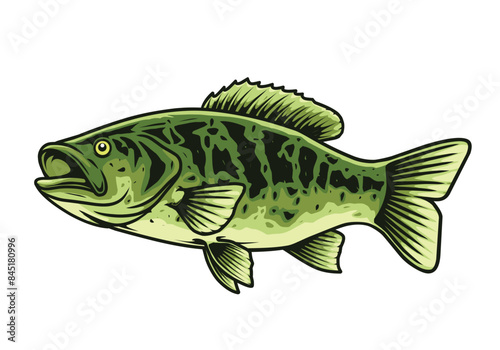 Largemouth bass fish vector drawing