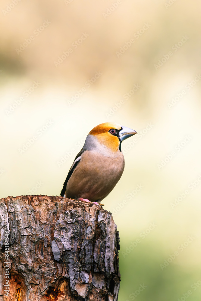 Obraz premium Hawfinch drinking from a puddle