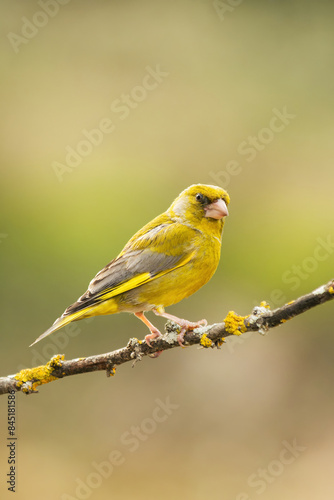 European Greenfinch-The European Greenfinch, or just Greenfinch